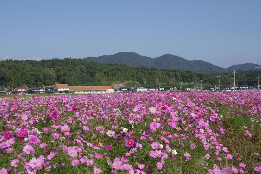 島根県立宍道湖自然館 ゴビウスの画像 - 2枚目