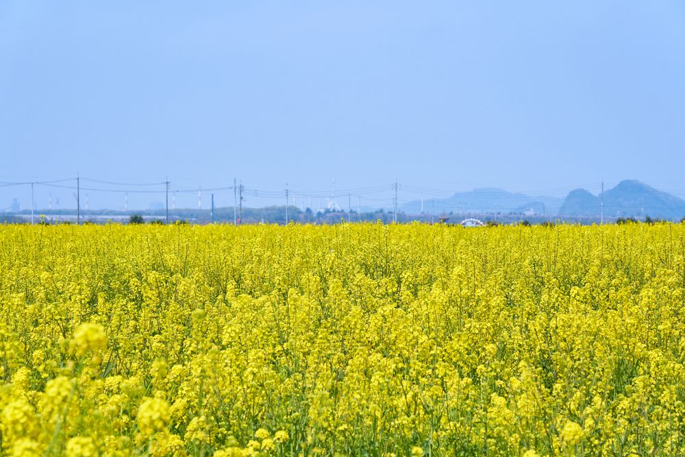 道の駅 笠岡ベイファームの画像 - 3枚目