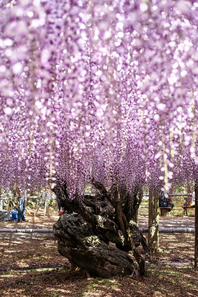 河内藤園の画像 - 2枚目