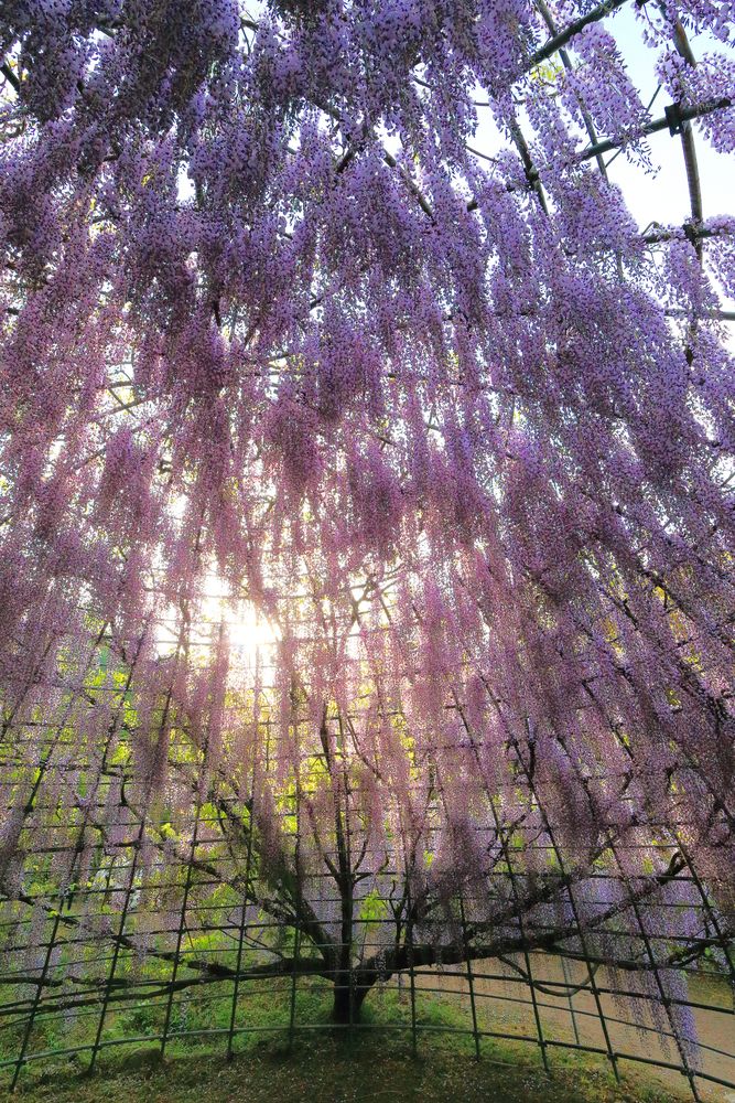 河内藤園の画像 - 3枚目