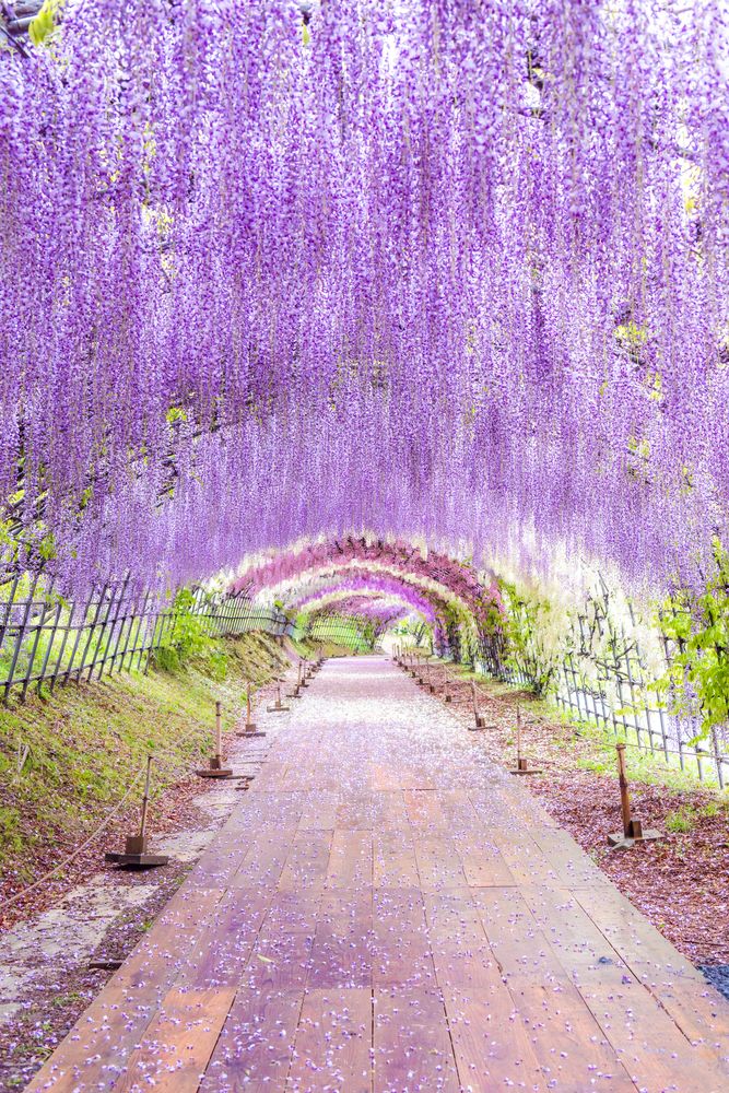 河内藤園の画像 - 4枚目
