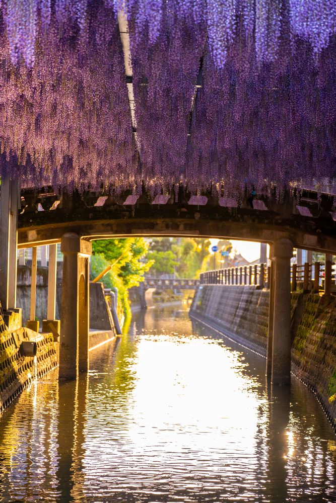 河内藤園の画像 - 5枚目