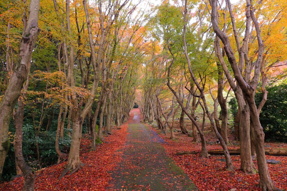 河内藤園の画像 - 6枚目