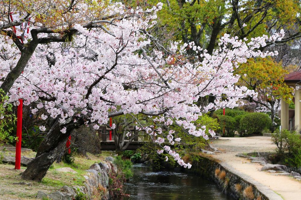 隔林亭の画像 - 2枚目