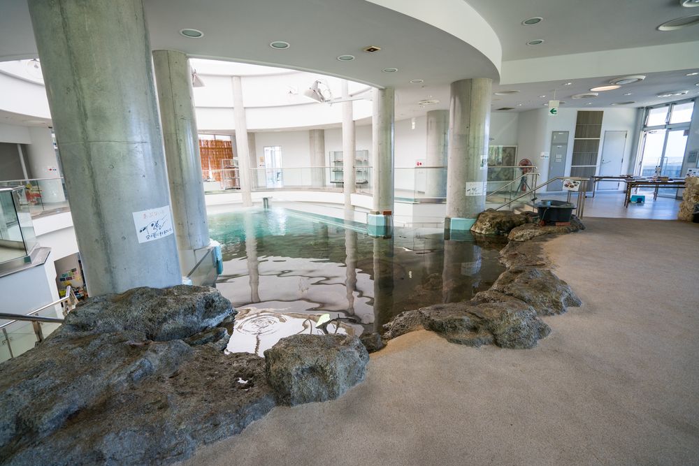 奄美海洋展示館の画像 - 4枚目