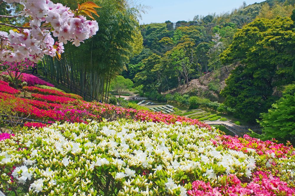 白野江植物公園の画像 - 2枚目