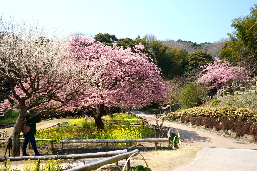 白野江植物公園の画像 - 5枚目