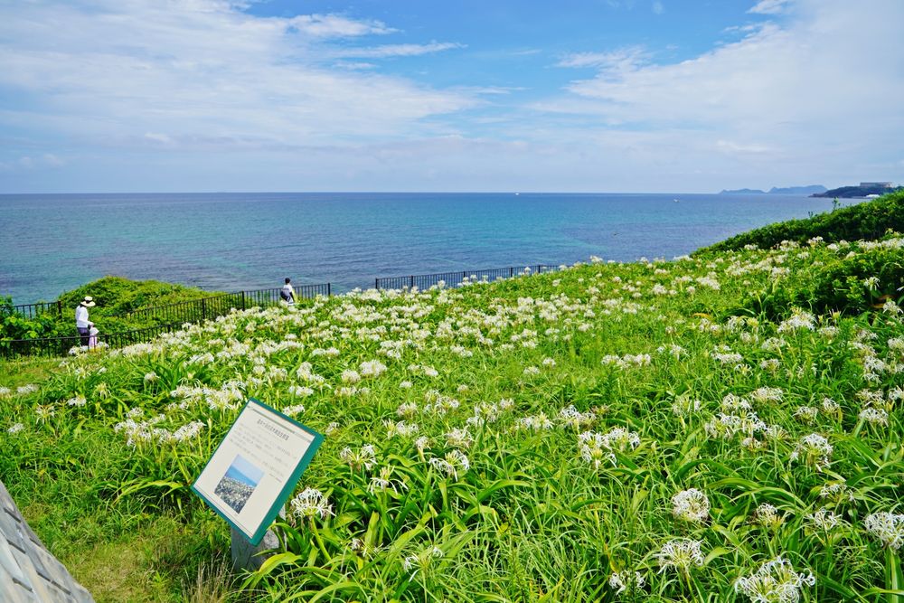 夏井ヶ浜はまゆう公園の画像 - 4枚目