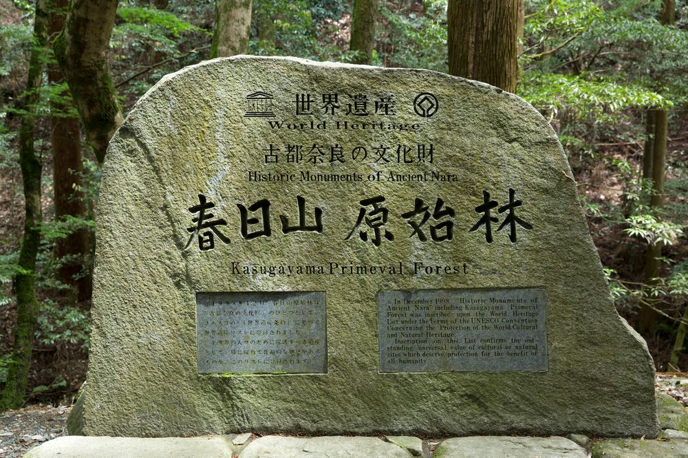 春日山原始林の画像 - 2枚目