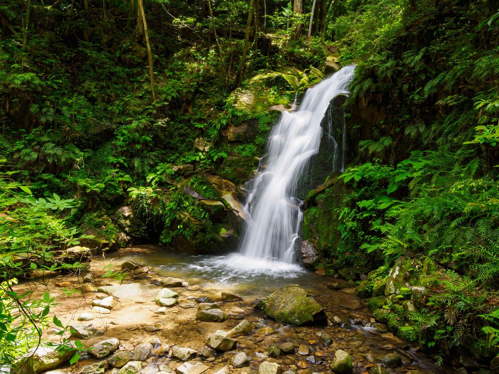 春日山原始林】の周辺スポット・アクセス・口コミ - Prism Japan