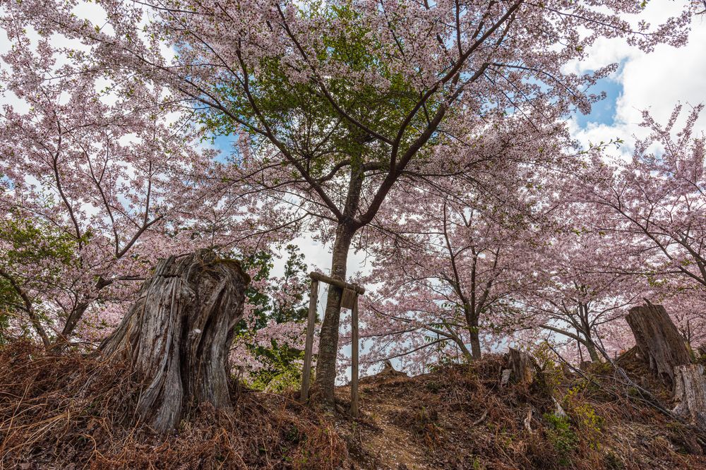 金峯神社の画像 - 3枚目