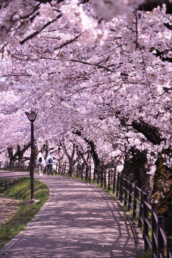 五条川の画像 - 2枚目
