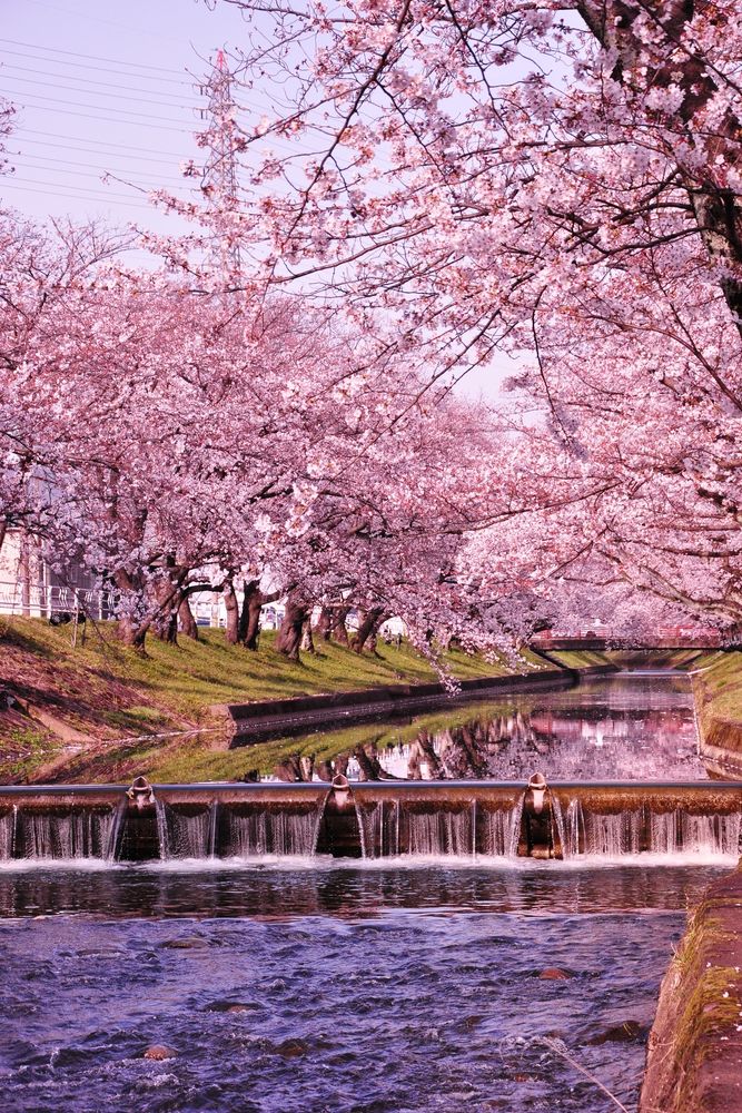 五条川の画像 - 4枚目
