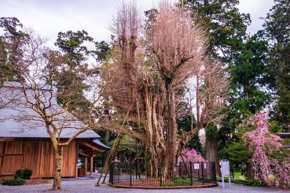 村山浅間神社の画像 - 3枚目