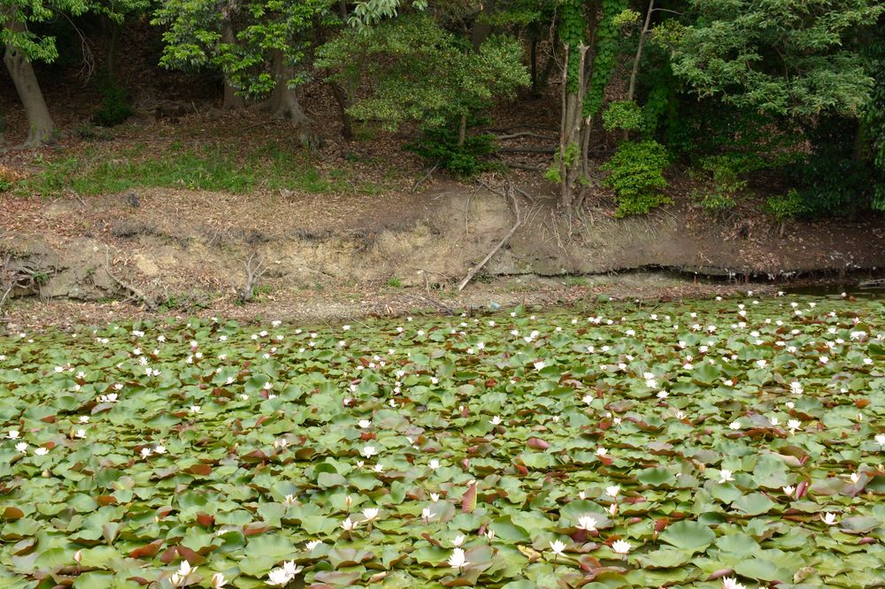 永山古墳の画像 - 3枚目