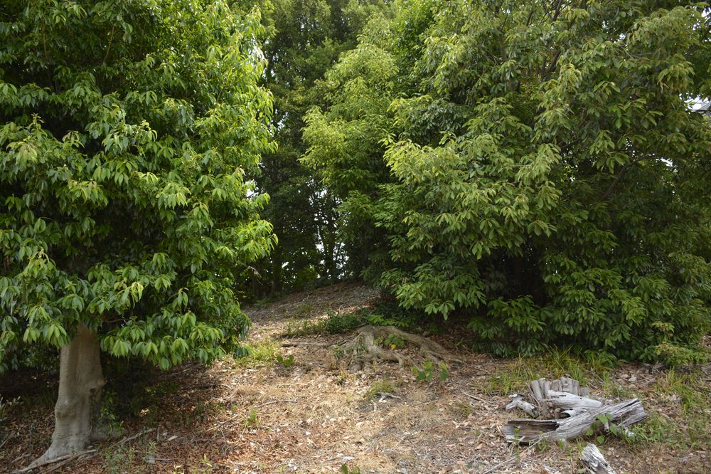 源右衛門山古墳の画像 - 3枚目