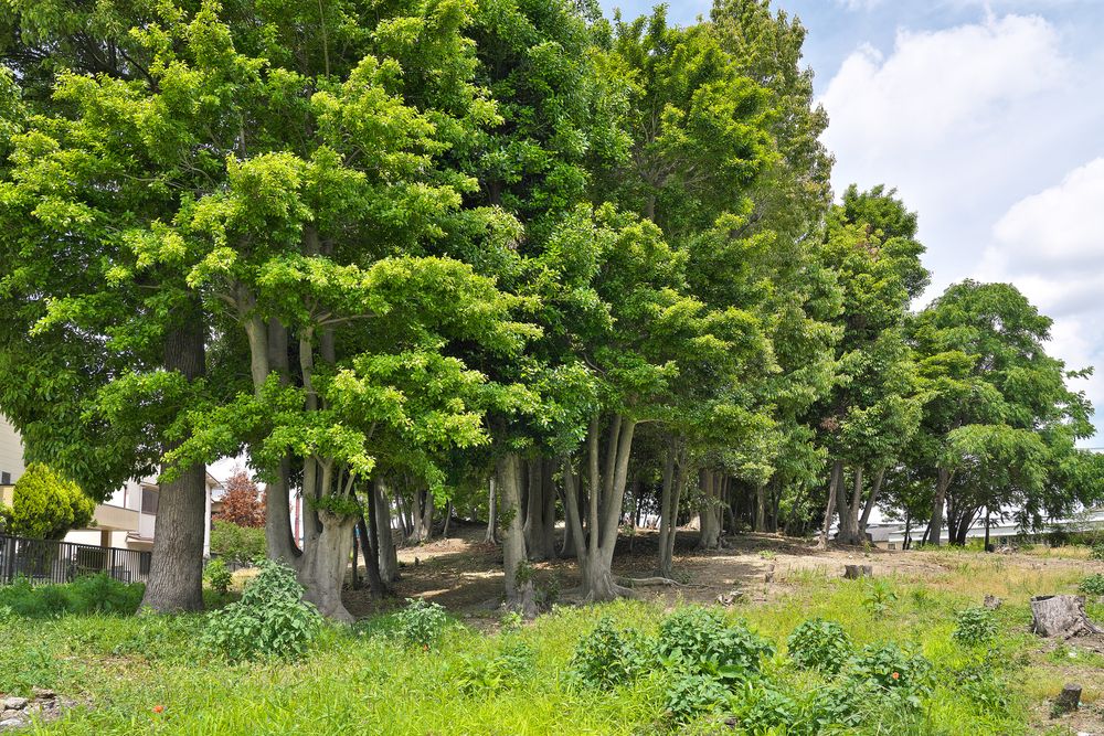 善右ヱ門山古墳の画像 - 2枚目