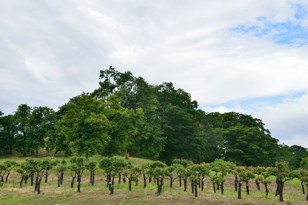 津堂城山古墳の画像 - 2枚目