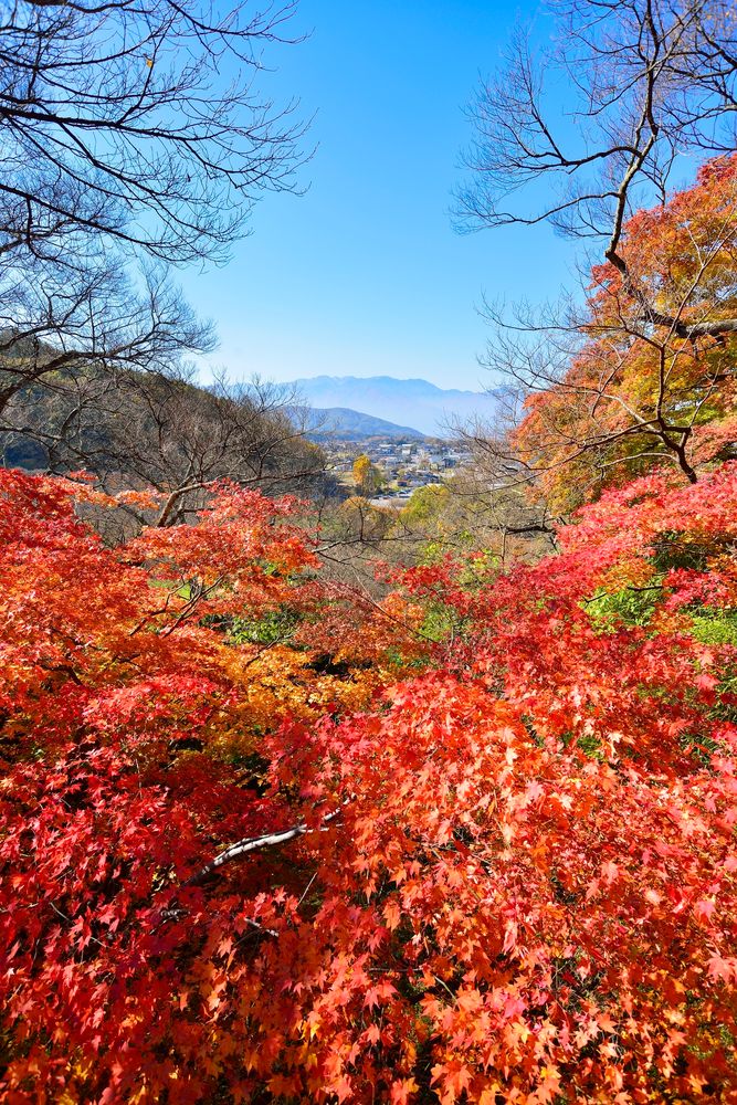 高遠城址公園の画像 - 5枚目