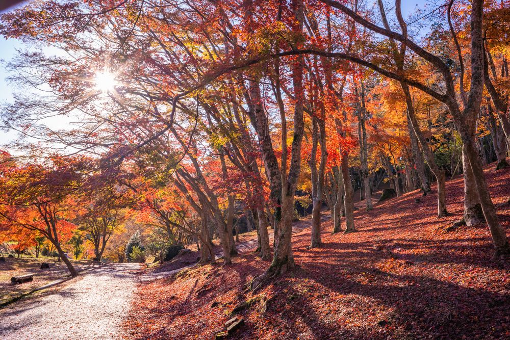 修善寺自然公園