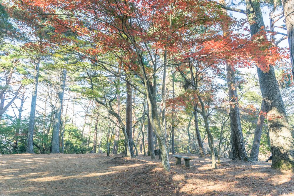 修善寺自然公園の画像 - 3枚目