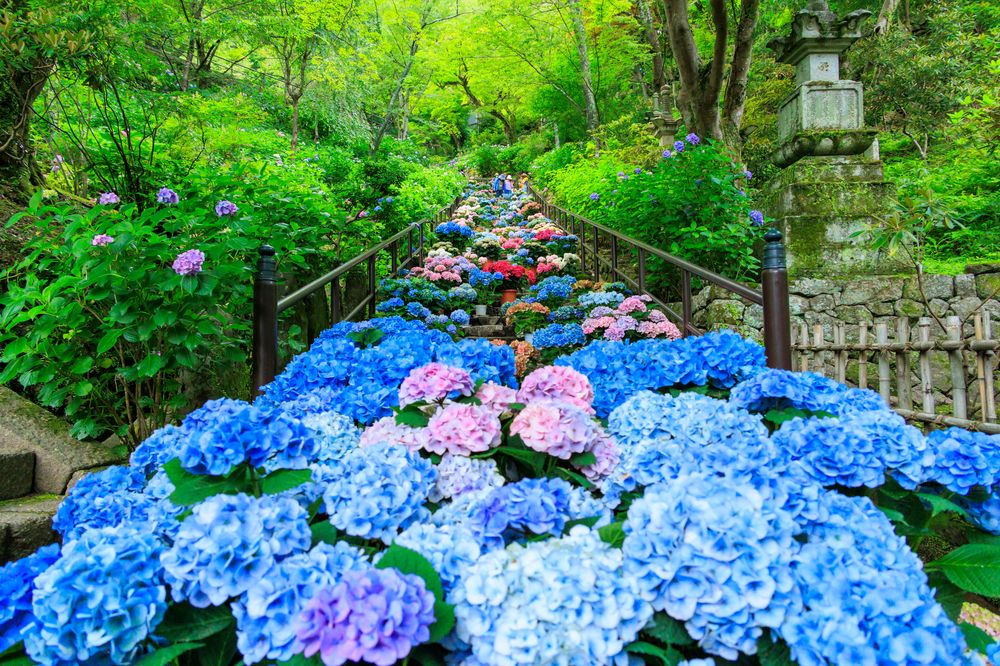 長谷寺の画像 - 4枚目