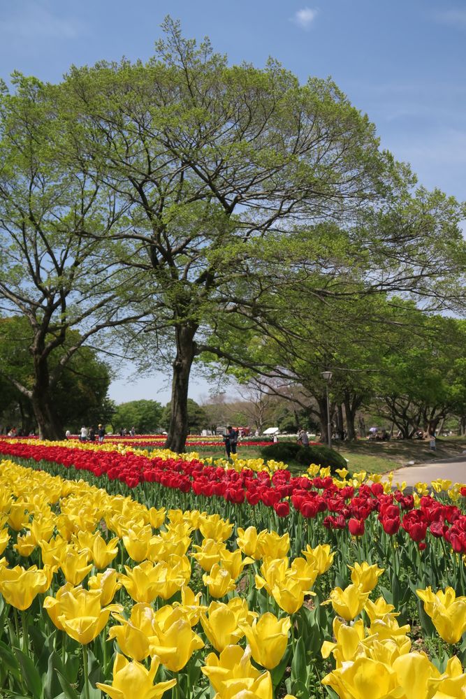 万博記念公園の画像 - 2枚目