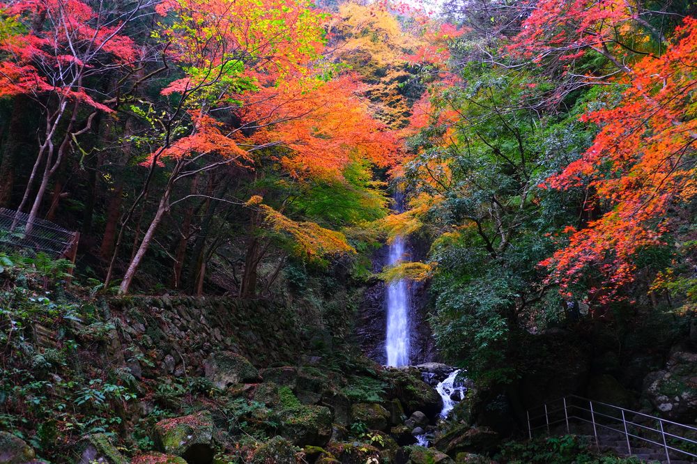 養老の滝の画像 - 3枚目