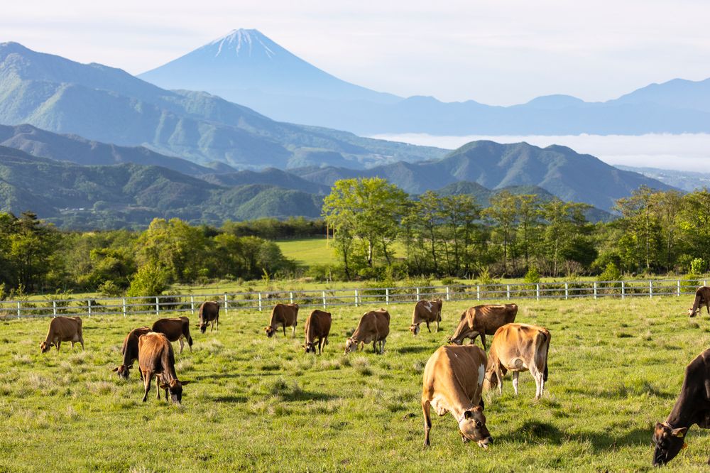清泉寮の画像 - 3枚目