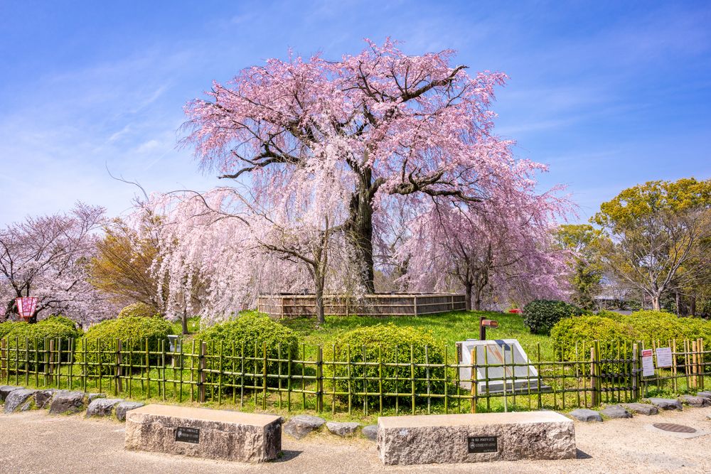 円山公園の画像 - 5枚目