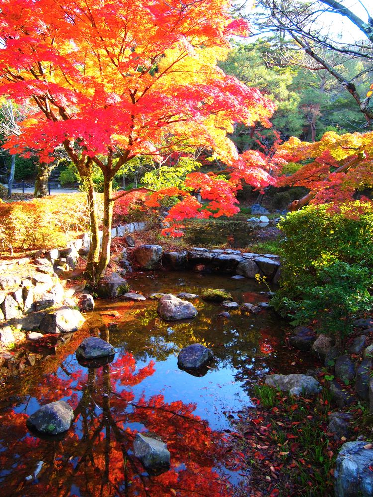 円山公園の画像 - 9枚目