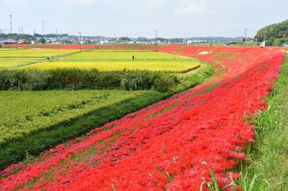 矢勝川堤の画像 - 2枚目