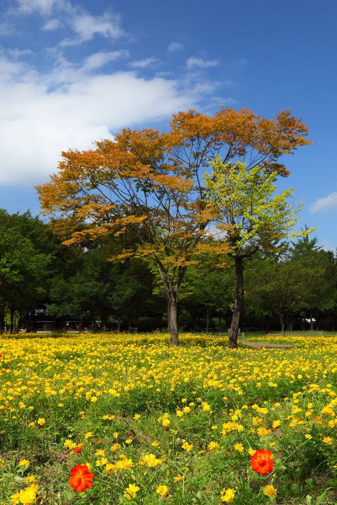 秩父ミューズパークの画像 - 2枚目