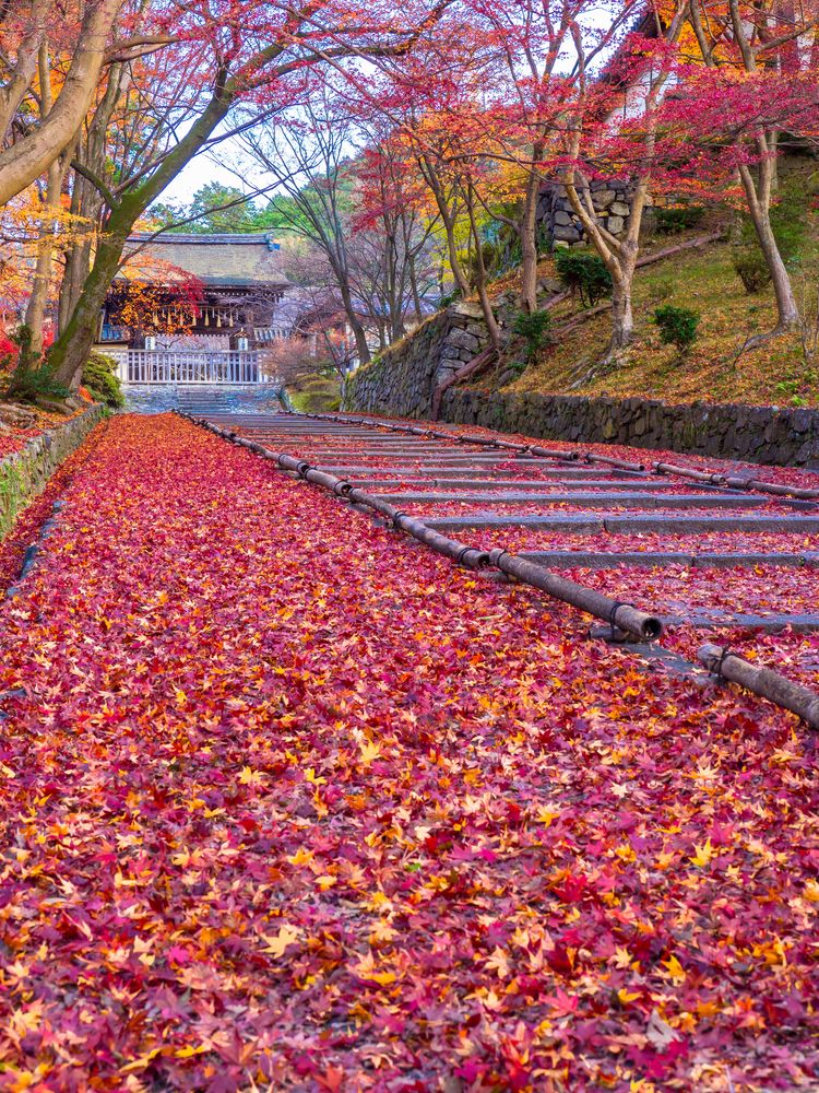 毘沙門堂門跡の画像 - 4枚目