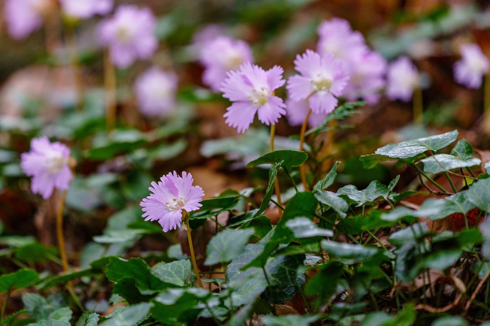 イワウチワ群生地の画像 - 2枚目