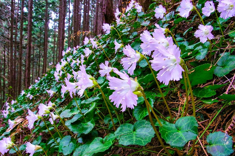 イワウチワ群生地