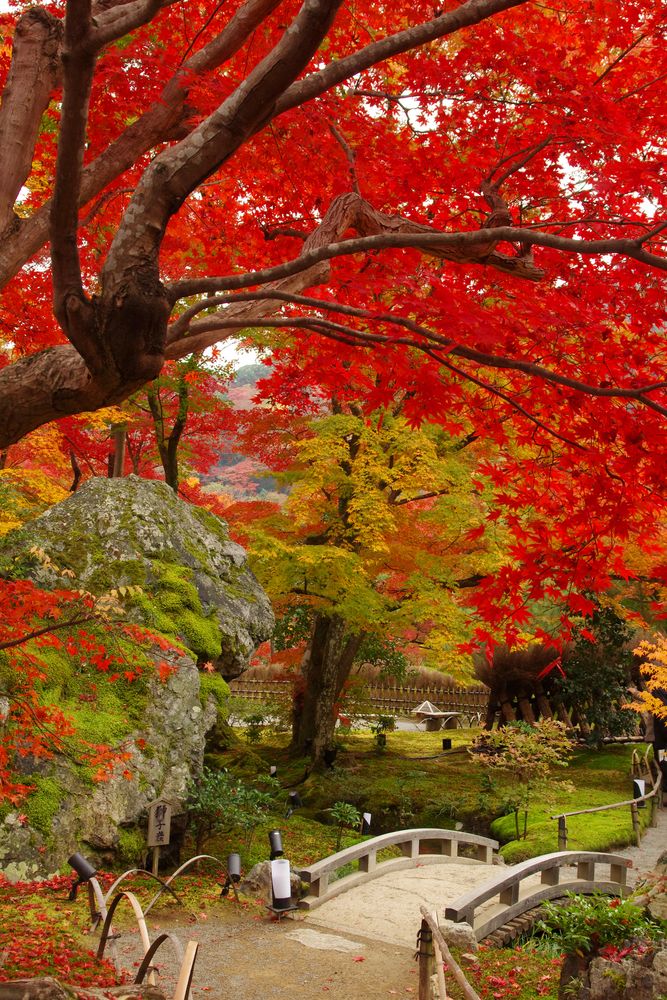 宝厳院の画像 - 6枚目