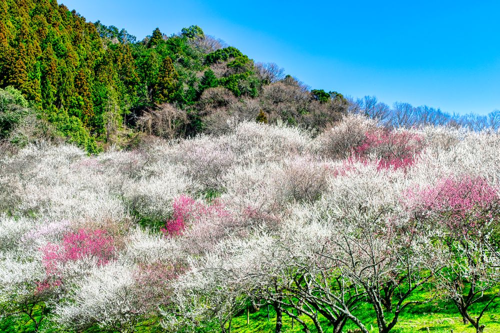 高尾梅郷(高尾梅郷遊歩道)の画像 - 2枚目
