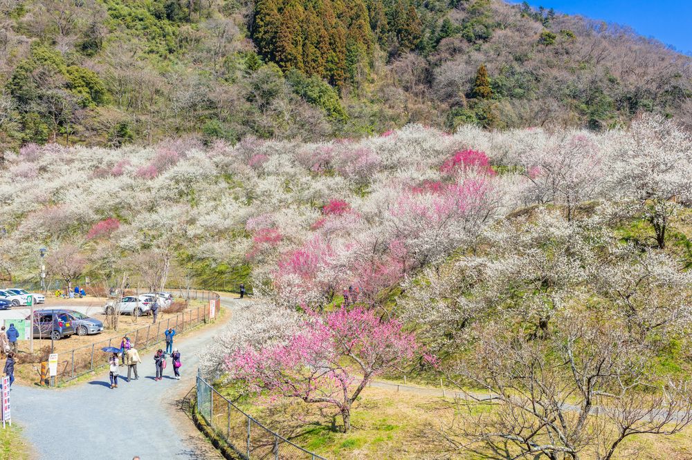 高尾梅郷(高尾梅郷遊歩道)の画像 - 3枚目