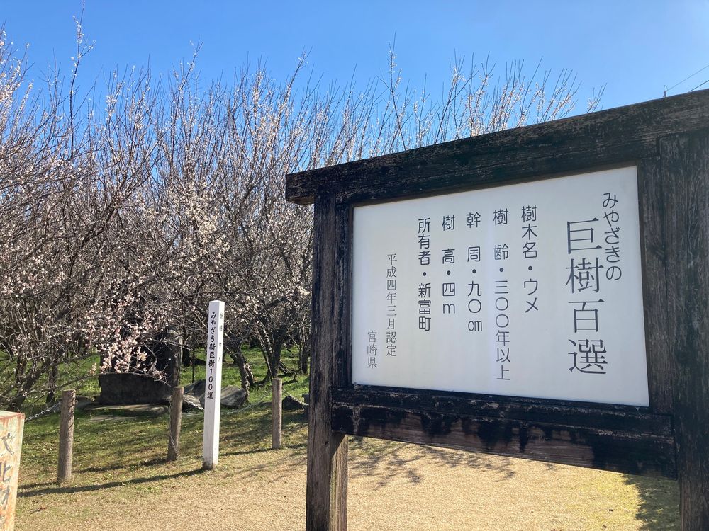 湯ノ宮の座論梅の画像 - 2枚目