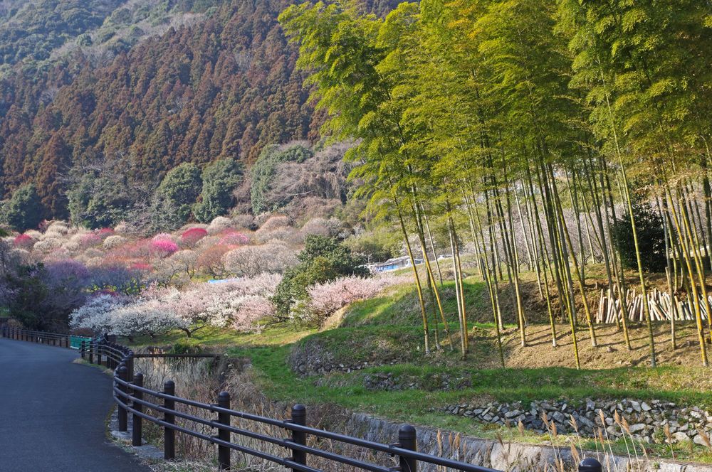 三岳梅林公園】の周辺スポット・アクセス・口コミ - Prism Japan