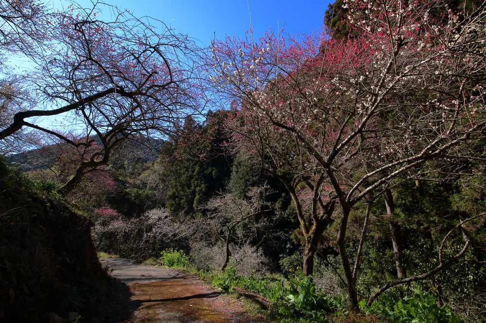 白木谷梅林の画像 - 2枚目