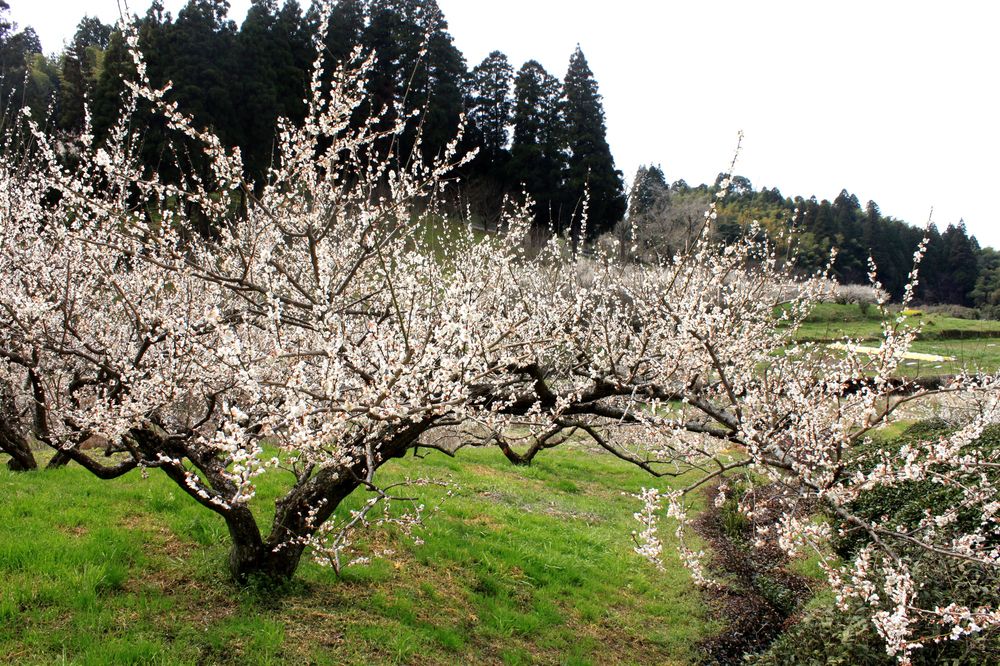 谷川梅林の画像 - 2枚目