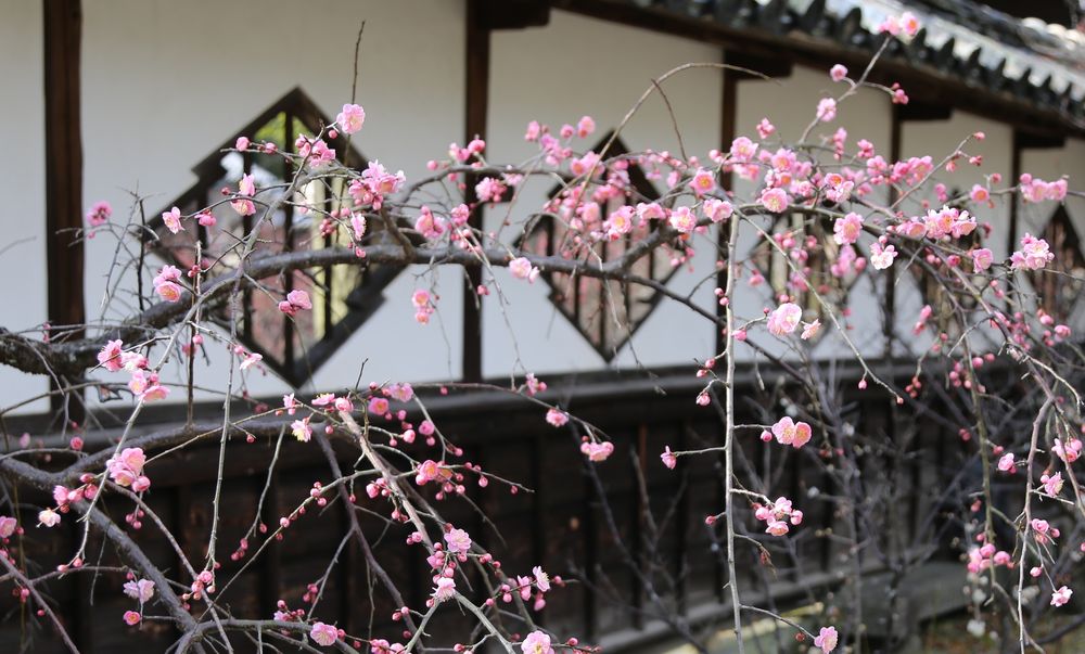 高伝寺（高傳寺）の画像 - 2枚目
