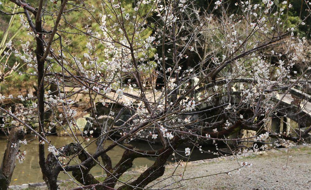 高伝寺（高傳寺）の画像 - 3枚目