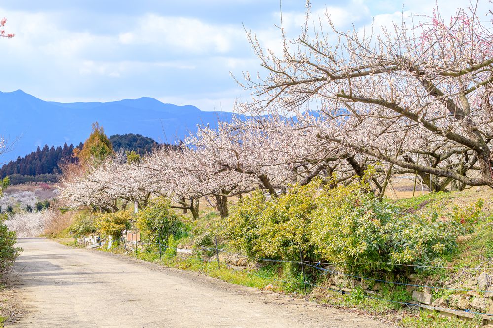 伊万里梅園 藤ノ尾の画像 - 2枚目