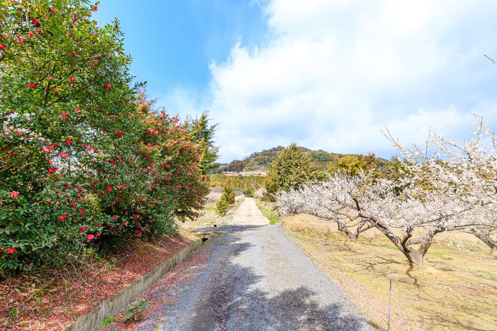 伊万里梅園 藤ノ尾の画像 - 3枚目