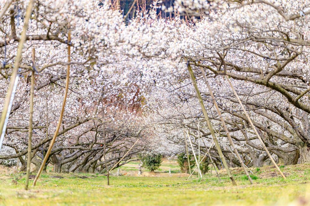 伊万里梅園 藤ノ尾