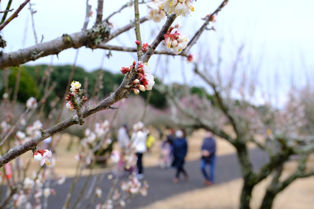 市民の森 梅園の画像 - 2枚目