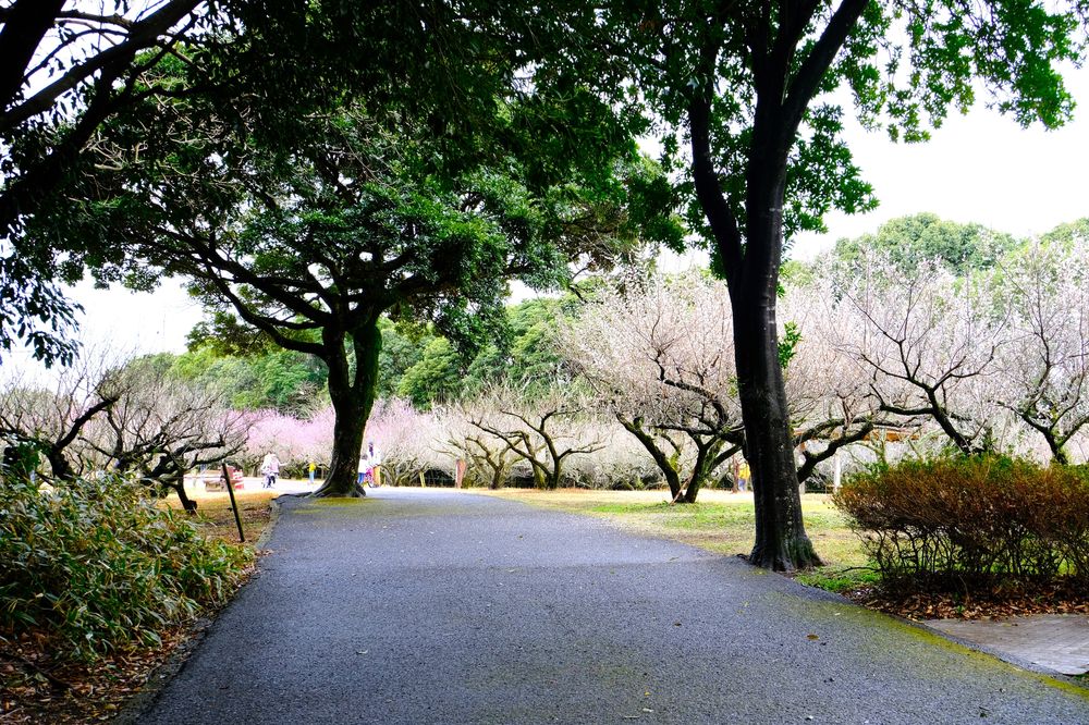 市民の森 梅園】の周辺スポット・アクセス・口コミ - Prism Japan